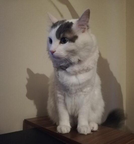 Rabbit Kedi Tasması