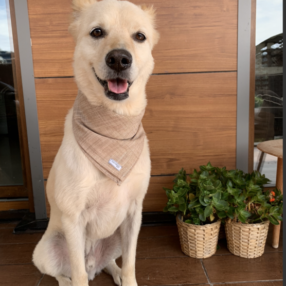 Kahverengi Köpek Bandana