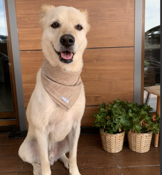Kahverengi Köpek Bandana