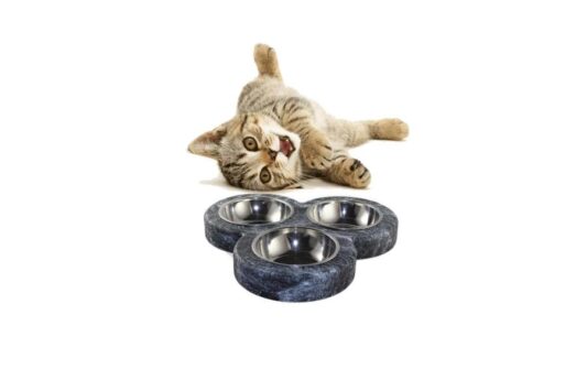 Triple Kedi ve Küçük ırk Mama Kabı