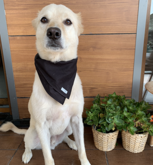 Siyah Köpek Bandana