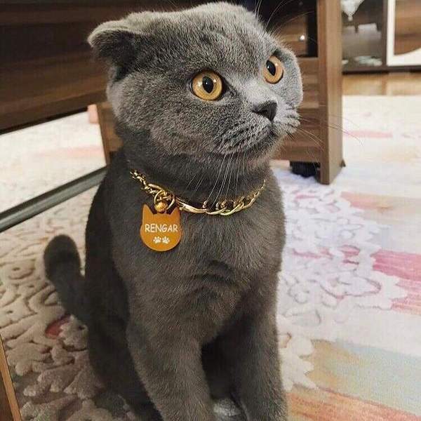 Kişiselleştirilebilir Kedi tasması ,kedi isim madalyonu seti