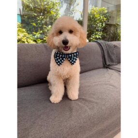 Rock'n Dogs Papyon