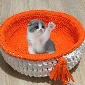 Kedi, Köpek Yatağı
