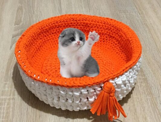 Kedi, Köpek Yatağı
