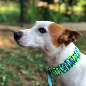 Neo Kedi Köpek Kişiye Özel Tasması